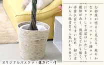 【観葉植物】パキラ 10号 ホワイトバスケット鉢カバー 土の表面:ウッドチップ｜観葉植物 インテリア 部屋 おしゃれ 福岡県筑前町 送料無料