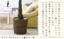 【観葉植物】パキラ 10号 ブラウンバスケット鉢カバー 土の表面:ウッドチップ｜観葉植物 インテリア 部屋 おしゃれ 福岡県筑前町 送料無料