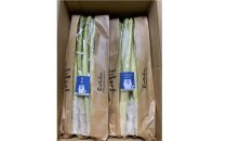 夏アスパラガス&nbsp;1.5kg&nbsp;Lサイズ以上&nbsp;2026年6月より順次発送