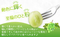 【2025年8月中旬より順次発送】極撰！シャインマスカット　約2kg(3～5房)｜ぶどう&nbsp;マスカット&nbsp;シャインマスカット&nbsp;ブドウ&nbsp;種なしぶどう&nbsp;種無し&nbsp;葡萄&nbsp;果物&nbsp;フルーツ&nbsp;くだもの&nbsp;先行予約&nbsp;冷蔵&nbsp;香川&nbsp;高松