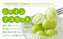 【2025年8月中旬より順次発送】極撰！大房シャインマスカット1房(約750g)｜ぶどう&nbsp;マスカット&nbsp;シャインマスカット&nbsp;ブドウ&nbsp;種なし&nbsp;種無し&nbsp;葡萄&nbsp;果物&nbsp;フルーツ&nbsp;くだもの&nbsp;先行予約&nbsp;冷蔵&nbsp;香川&nbsp;高松