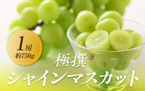 【2025年8月中旬より順次発送】極撰！大房シャインマスカット　1房(約750g)