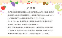 【2026年2月中旬より順次発送】柑橘界の大トロ！せとか　約3kg