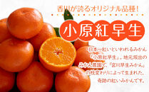 【2025年11月中旬より順次発送】特秀品！真っ赤なお蜜柑「小原紅早生」約5kg