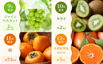 【定期便全12回】旬果厳選！四季を味わう単品定期便♪～プレミアム等級選果～