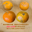 【訳あり】和歌山みかん約9.5kg+補償分約500g&nbsp;サイズ混合&nbsp;11月より順次発送&nbsp;訳ありみかん&nbsp;【red1】