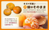 【訳あり】和歌山みかん約11kg+補償分約1kg&nbsp;サイズ混合&nbsp;11月より順次発送&nbsp;訳ありみかん&nbsp;【red2】