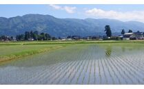 定期便・12回  富山県産こしひかり 　育（はぐくみ）  白米３kg×２袋《南砺の逸品》