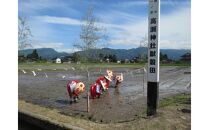 定期便・隔月６回  富山県産こしひかり 育（はぐくみ）玄米３０kg《南砺の逸品》