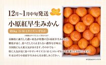 さぬき市 小原紅早生みかん （約5kg）