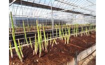 【3月中旬頃～発送】さぬき市産&nbsp;アスパラガス&nbsp;さぬきのめざめ&nbsp;春芽&nbsp;1kg