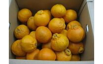 【2月下旬頃～発送】訳あり&nbsp;規格外&nbsp;不知火&nbsp;(しらぬひ)&nbsp;約5kg