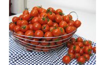 【11月中旬頃～発送】ミニトマト&nbsp;大容量&nbsp;2.4kg&nbsp;小分け&nbsp;200g×12パック