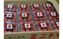 【11月中旬頃～発送】ミニトマト&nbsp;大容量&nbsp;2.4kg&nbsp;小分け&nbsp;200g×12パック