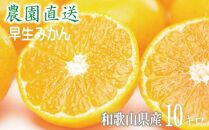 【早生みかん】みかん&nbsp;10kg&nbsp;家庭用&nbsp;大小混合&nbsp;和歌山県海南市産&nbsp;産地直送