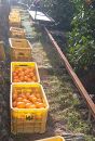 【早生みかん】みかん&nbsp;10kg&nbsp;家庭用&nbsp;大小混合&nbsp;和歌山県海南市産&nbsp;産地直送