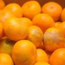 中生みかん&nbsp;約6.5kg&nbsp;大小混合&nbsp;《ご家庭用》［Mg11］