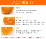 中生みかん&nbsp;約6.5kg&nbsp;大小混合&nbsp;《ご家庭用》［Mg11］