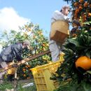 中生みかん&nbsp;約6.5kg&nbsp;大小混合&nbsp;《ご家庭用》［Mg11］