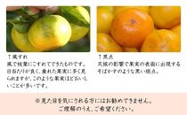 極早生みかん&nbsp;約6.5kg&nbsp;大小混合&nbsp;《ご家庭用》ちょっと訳あり&nbsp;和歌山県より農園直送！まごころ産直みかん【北海道・沖縄県・一部離島&nbsp;配送不可】混合サイズ&nbsp;ミカン&nbsp;蜜柑&nbsp;温州みかん&nbsp;わけあり&nbsp;訳アリ［Mg2］