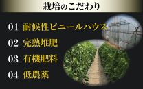 【先行予約】《定期便全2回》佐藤農園の赤肉贅沢食べ比べ計4～5玉（マルセイユメロン・レノンメロン）農家直送 秀品 お届け！ / フルーツ くだもの 贈答 特産 旬 夏 果物 完熟  メロン 朝どれ 美味しい お取り寄せ ※2025年6月上旬より順次発送