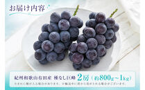 紀州有田産の種なし巨峰ぶどう２房（約800g〜1kg）【2026年発送&nbsp;先行予約】