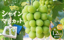 シャインマスカット 約1.2kg （2房）【果物 くだもの フルーツ ぶどう 葡萄 2房 ギフト プレゼント 贈答用 香川県 さぬき 】