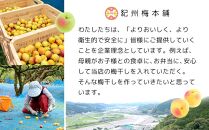 紀州南高梅 塩分約2.7% 特大粒 訳ありつぶれ梅 はちみつ梅 400g×3個 1.2kg 減塩梅干し 紀州梅本舗【特大粒 つぶれ梅 南高梅 ワケあり 梅干し お漬物 和歌山県 白浜町】