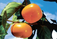 佐渡産特選おけさ柿&nbsp;特秀2L&nbsp;8玉&nbsp;化粧箱入