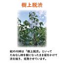 カキエモン農園の紀の川柿 約5kg 18 ～ 20個【9月下旬～11月末頃発送】