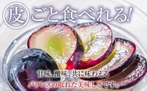 2024 ナガノパープル【訳あり粒抜け等】　房複数　約1キロ　長野県産  【9月末頃～順次発送予定】国際特許有機肥料栽培