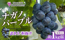 【先行予約】2026&nbsp;ナガノパープル&nbsp;【訳あり&nbsp;粒抜け等】　房複数　約1kg弱　長野県産&nbsp;&nbsp;【10月初旬頃～順次発送予定】国際特許有機肥料栽培｜&nbsp;ナガノパープル&nbsp;ぶどう&nbsp;わけあり&nbsp;リピーター多数&nbsp;数量限定&nbsp;フルーツ&nbsp;大粒&nbsp;人気&nbsp;おすすめ&nbsp;葡萄&nbsp;ギフト&nbsp;送料無料&nbsp;長野県&nbsp;大町市