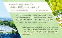 CN59【2025年先行予約】【定期便２回】岡山県産 プレミアムシャインマスカット 晴王 1房 約600g｜２回定期便  ９月・１０月に１回づつお届け 赤秀品  種無し 皮ごと食べる 旬の美味しさ 9月以降にお届け フレッシュ ハレノフルーツ