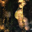 琉球紅型の「柄」から生まれたアメリカンスリーブ（セミオーダー商品）｜沖縄　那覇市　ファッション 服 トップス 衣料 人気 小物琉球 紅型 柄 カジュアル 伝統工芸