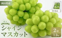 【2025年9月以降発送】岡山県産 シャインマスカット 晴王 2房 約1.2kg  種無し 皮ごと食べる 旬の美味しさ　フレッシュ 先行予約　ハレノフルーツ