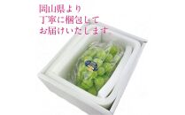 [HS]ぶどう&nbsp;2026年&nbsp;&nbsp;9月・10月発送&nbsp;シャイン&nbsp;マスカット&nbsp;晴王&nbsp;1房&nbsp;約600g&nbsp;&nbsp;|&nbsp;シャインマスカット&nbsp;シャイン&nbsp;マスカット&nbsp;果物&nbsp;フルーツ&nbsp;新鮮&nbsp;ブドウ&nbsp;葡萄&nbsp;&nbsp;岡山&nbsp;国産&nbsp;ギフト&nbsp;おすすめ&nbsp;人気