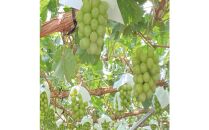 [HS]【定期便&nbsp;全2回】ぶどう&nbsp;2026年&nbsp;&nbsp;9月・10月発送&nbsp;シャイン&nbsp;マスカット&nbsp;晴王&nbsp;1房&nbsp;約600g&nbsp;&nbsp;|&nbsp;シャインマスカット&nbsp;シャイン&nbsp;マスカット&nbsp;果物&nbsp;フルーツ&nbsp;新鮮&nbsp;ブドウ&nbsp;葡萄&nbsp;&nbsp;岡山&nbsp;国産&nbsp;ギフト&nbsp;おすすめ&nbsp;人気