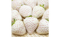 福岡県産完熟白いちご（エンジェルエイト）約270ｇ×4パック【2026年2月～発送】