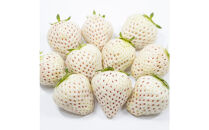 福岡県産完熟白いちご（エンジェルエイト）約270ｇ×4パック【2026年2月～発送】