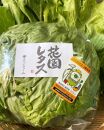 畑直送　花園レタス　6個入り（2Lサイズ）【野菜 生野菜 レタス サラダ サンドイッチ お弁当 新鮮 シャキシャキ ヘルシー 産地直送 花園レタス ふくおかエコ農産物 認定 鍋 チャーハン 浅漬け 畑直送 筑前町産 ふるさと納税 送料無料 FO001】