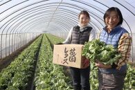 畑直送　花園レタス　6個入り（2Lサイズ）【野菜 生野菜 レタス サラダ サンドイッチ お弁当 新鮮 シャキシャキ ヘルシー 産地直送 花園レタス ふくおかエコ農産物 認定 鍋 チャーハン 浅漬け 畑直送 筑前町産 ふるさと納税 送料無料 FO001】