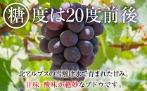 2024  ピオーネ 【訳ありパック】2パック  粒つぶパックマン　約1キロ　長野県産【10月初旬頃～順次発送予定】 国際特許有機肥料栽培