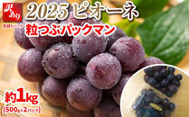 2025　ピオーネ&nbsp;　粒つぶパックマン【訳ありパック】2パック&nbsp;　約1キロ　長野県産【10月初旬頃～順次発送予定】&nbsp;国際特許有機肥料栽培｜&nbsp;果物&nbsp;フルーツ&nbsp;ぶどう&nbsp;ブドウ&nbsp;&nbsp;食べきりサイズ&nbsp;人気&nbsp;おすすめ&nbsp;葡萄&nbsp;&nbsp;ギフト&nbsp;送料無料&nbsp;長野県&nbsp;大町市