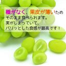 【令和7年産先行受付】山形県中山町産大房大粒シャインマスカット秀品約700g～800g