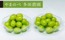※ポイント制のみの掲載[先行予約][シャインマスカット]ダイヤパック 250g×2[やまのべ多田農園]