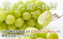 2024  シャインマスカット 【訳ありパック】 2パック　粒つぶパックマン　約1キロ　長野県産【10月初旬頃～順次発送予定 】国際特許有機肥料栽培