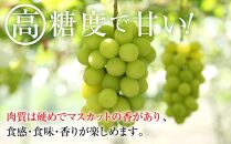 2024  シャインマスカット 【訳ありパック】 2パック　粒つぶパックマン　約1キロ　長野県産【10月初旬頃～順次発送予定 】国際特許有機肥料栽培