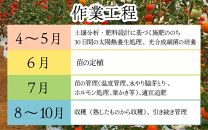 【先行予約】【福井県あわら市産】福井のブランドトマト【完熟 越のルビー】1kg（5パック） / 農家直送 朝採れ ミディトマト ブランドトマト 福井県産 福井 高糖度 フルーツ 野菜 甘い トマトの苦手な人 ※2025年9月上旬より順次発送