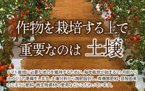 【先行予約】【福井県あわら市産】福井のブランドトマト【完熟 越のルビー】1kg（5パック） / 農家直送 朝採れ ミディトマト ブランドトマト 福井県産 福井 高糖度 フルーツ 野菜 甘い トマトの苦手な人 ※2025年9月上旬より順次発送