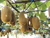 香緑（こうりょく）キウイ　約３ｋｇ（27～33玉）